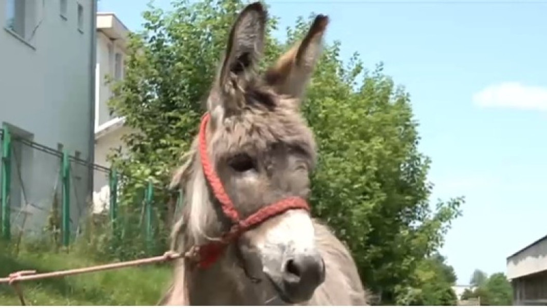 Magarul Pablito, noua vedetă a Facultății de Medicină Veterinară din Iași