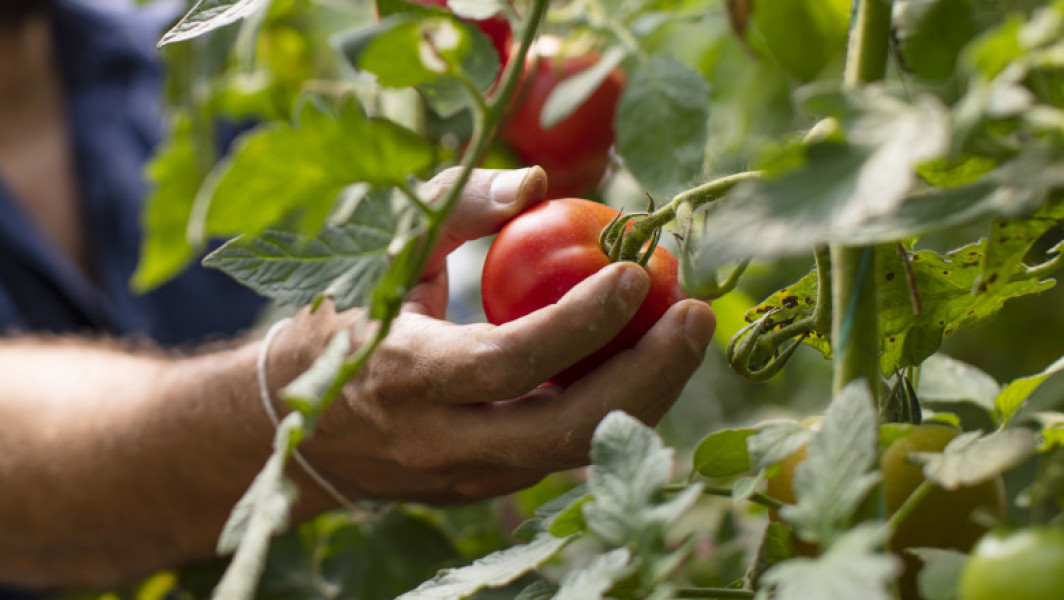 Cultivatorii de tomate din Gorj se confruntă cu pierderi din cauza valului de căldură